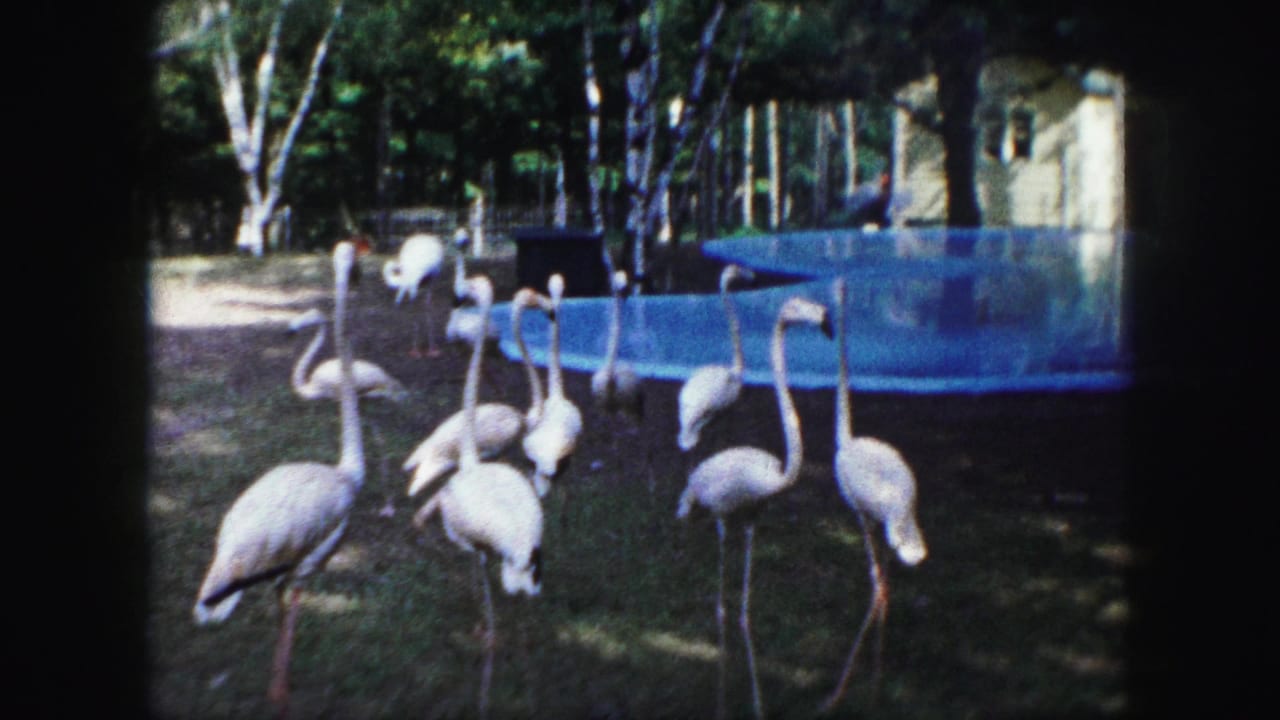 Flamingos stand and move together on Kansas City zoo grounds in 1959, with the blue pool and wooded enclosure visible behind them.