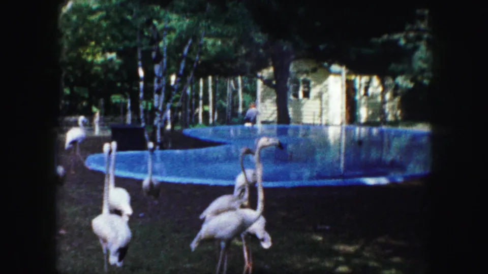 1959 Kansas City home-movie view of flamingos near a blue zoo pool, framed by trees, fencing, and a small background structure.