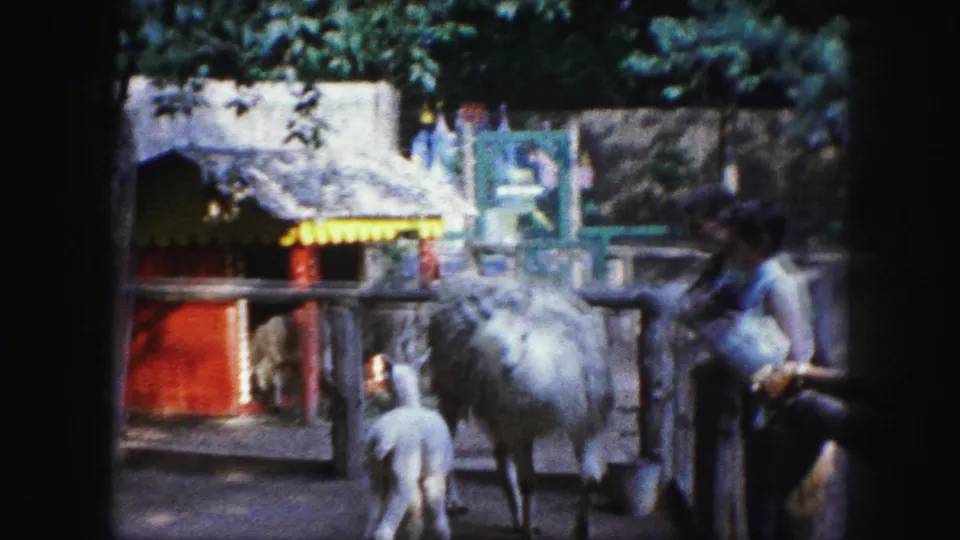 Kansas City zoo scene from 1959 with visitors at the right edge and large birds near fencing and a small structure.