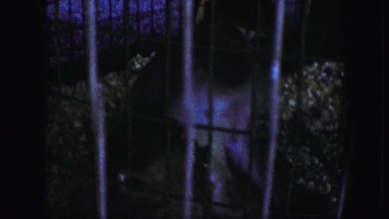 A monkey appears behind vertical cage bars in dim blue-purple light in 1959 Kansas City 8mm home-movie footage.