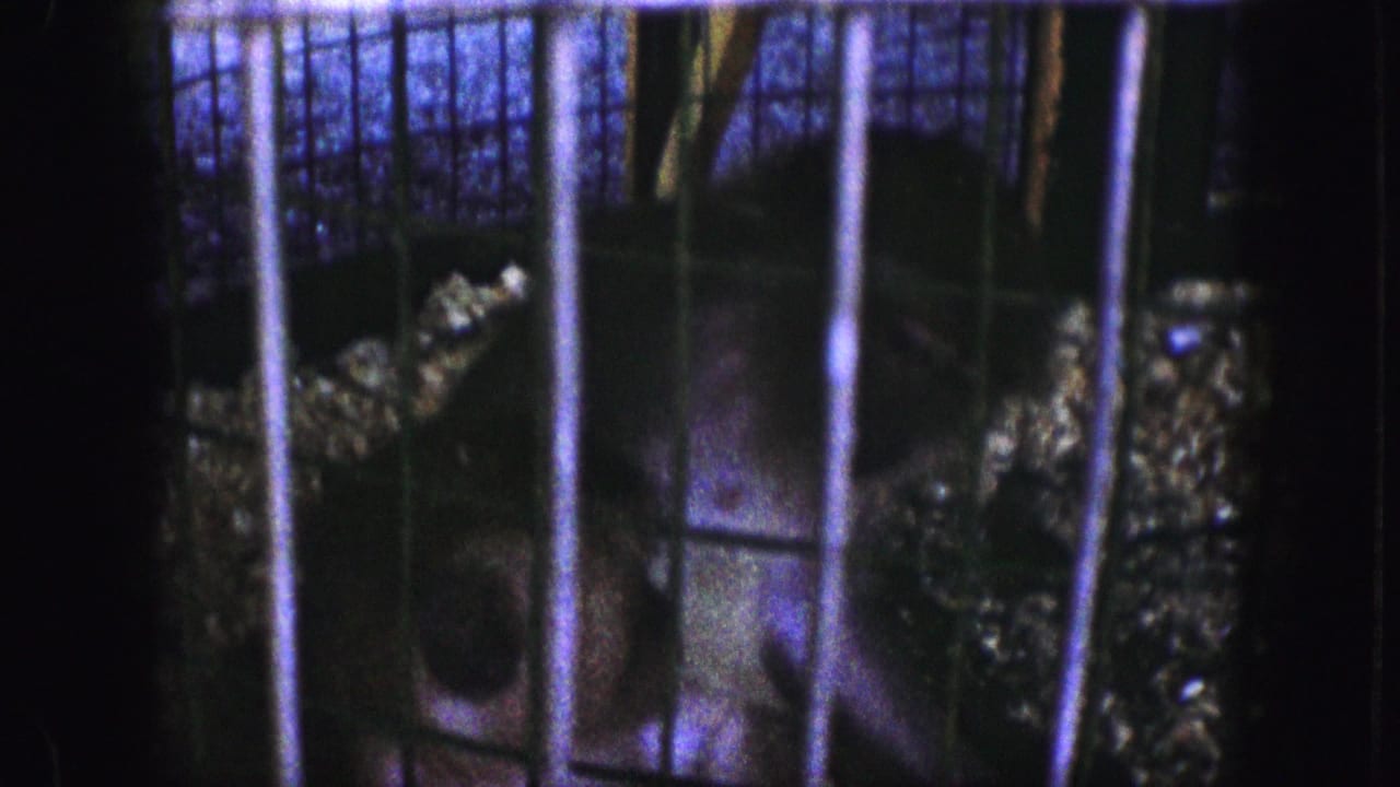 Monkey face close to cage bars with dark enclosure behind it.
