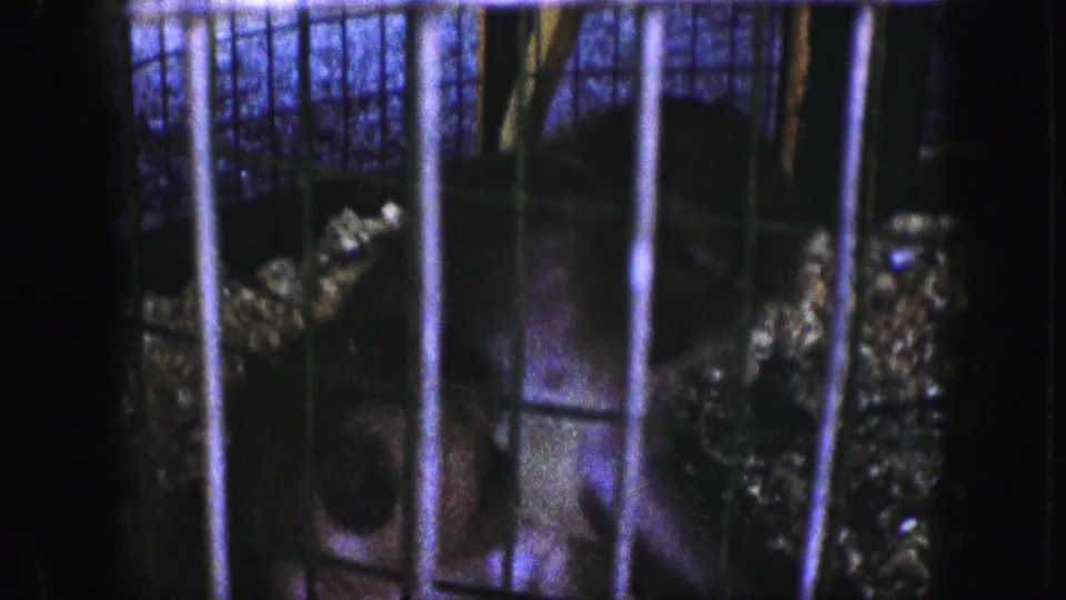 A monkey's face is close to the vertical cage bars, filmed in low blue-purple light in the Kansas City 1959 home-movie clip.