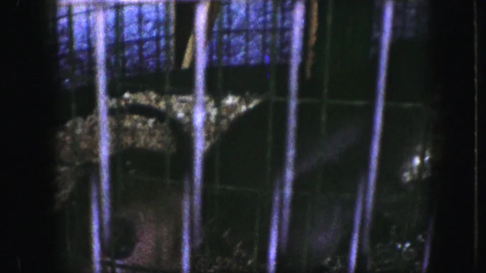 A monkey's body is partly visible through vertical bars and mesh, with low-light 8mm grain and a blue-purple cast.