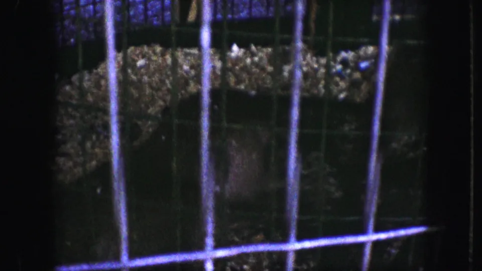 A monkey sits or pauses behind cage bars in the dim blue-lit enclosure, seen through grainy 1959 8mm footage.