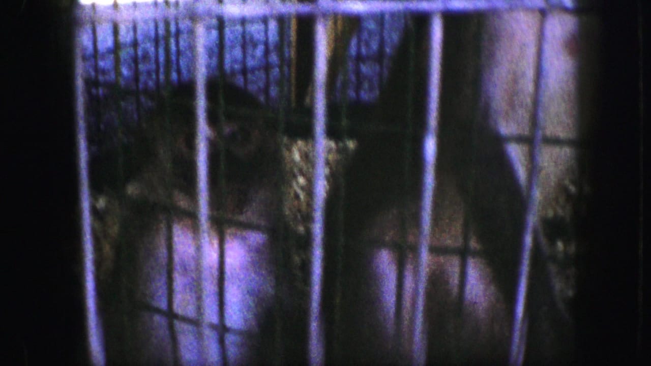 A likely monkey is seen close behind metal cage bars in dim 1959 Kansas City home-movie footage.