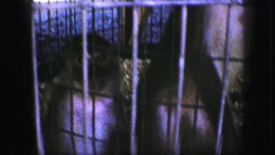 A likely monkey is seen close behind metal cage bars in dim 1959 Kansas City home-movie footage.
