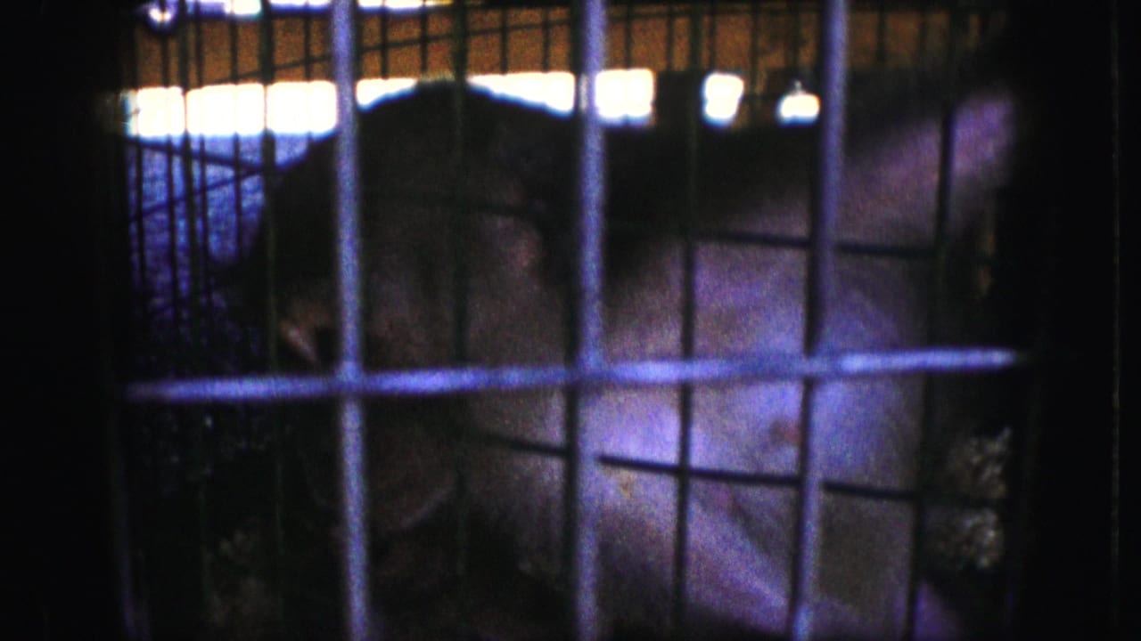 Primate face and shoulder seen through a grid of cage bars.