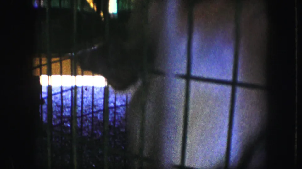 A likely monkey is shown in profile inside the cage, with bright background light and heavy shadows around the enclosure.