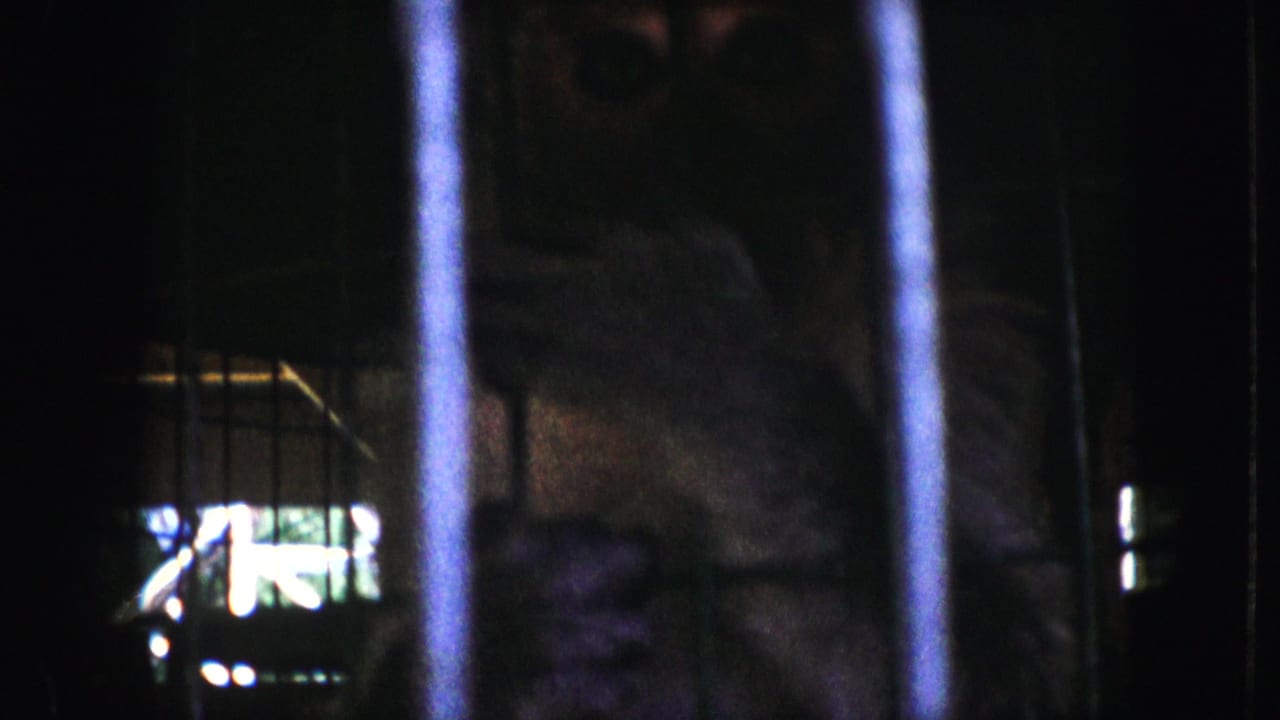 A monkey appears in shadow behind vertical cage bars in 1959 Kansas City home-movie footage.