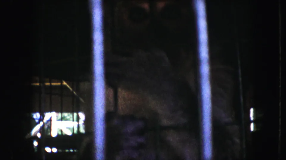 A monkey appears in shadow behind vertical cage bars in 1959 Kansas City home-movie footage.
