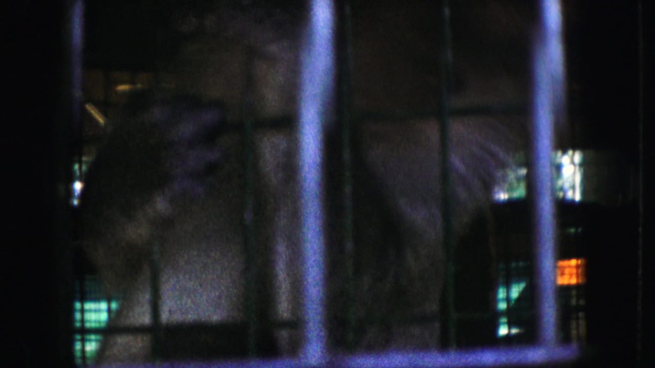 Monkey behind cage bars with its body and face partly obscured by darkness.