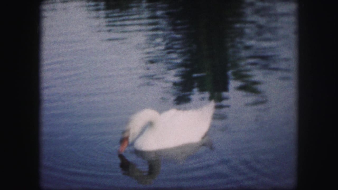 White swan glides across rippling lake water in 1959 Kansas City 8mm home-movie footage.