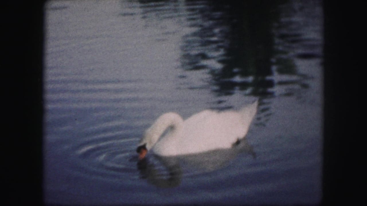 White swan dips its head into rippling lake water.