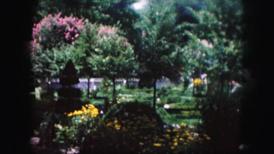 1959 Kansas City home-movie view of a landscaped garden with mature trees, pink flowering shrubs, yellow flowerbeds, lawn, and white fence sections.