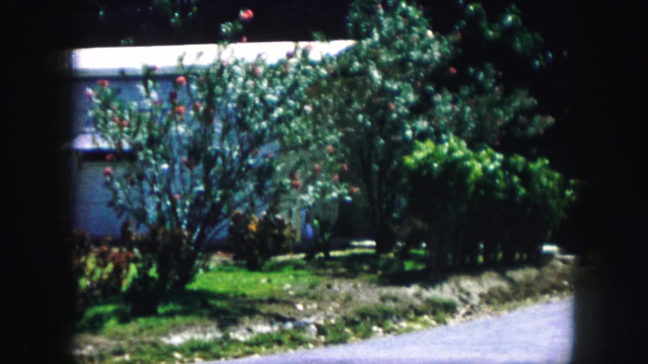 Flowering shrubs and dense greenery stand in front of a pale house wall near a curving driveway.