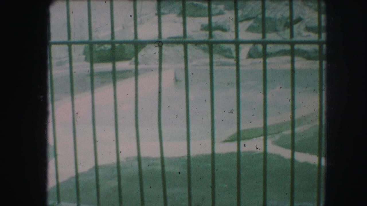 Polar bear swimming behind green vertical bars in a zoo pool.