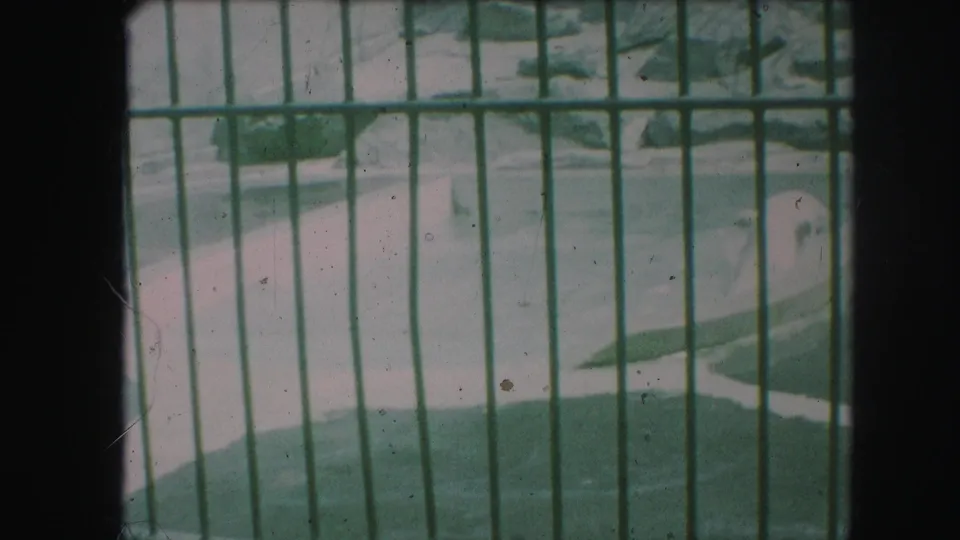 Polar bear in a barred zoo pool, with faded 8mm color and pale rockwork in the background.