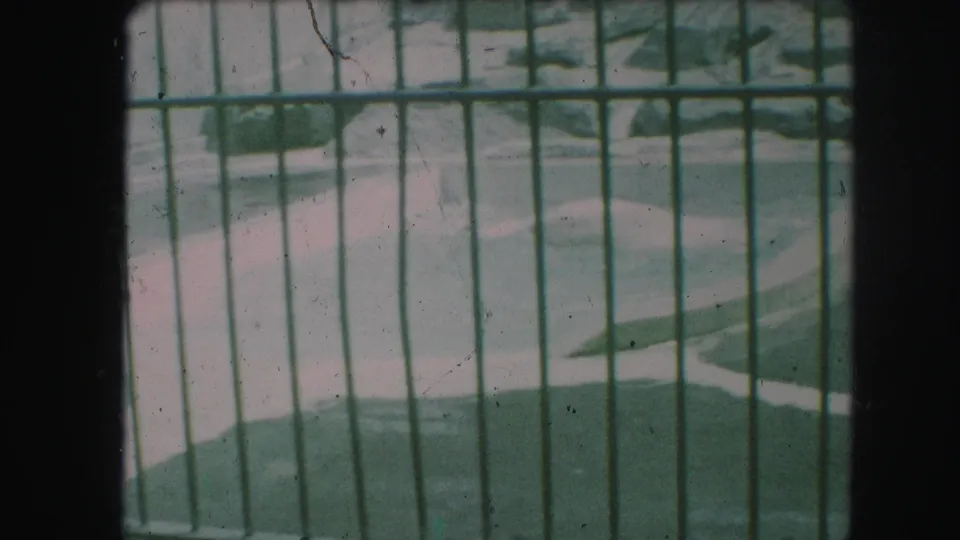 Visitor-shot 8mm view of a polar bear circling in a zoo pool behind green metal bars.