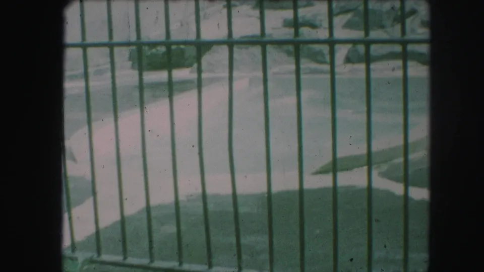 Faded 8mm frame of a polar bear in a Kansas City zoo pool, seen through green enclosure bars.