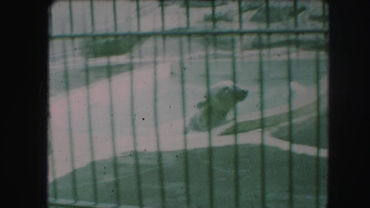 Polar bear behind green vertical bars in a zoo pool enclosure.