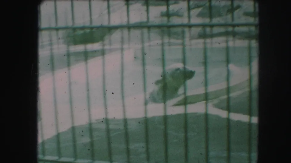 1959 Kansas City zoo footage showing a polar bear seen through green metal bars near a pale pool edge.