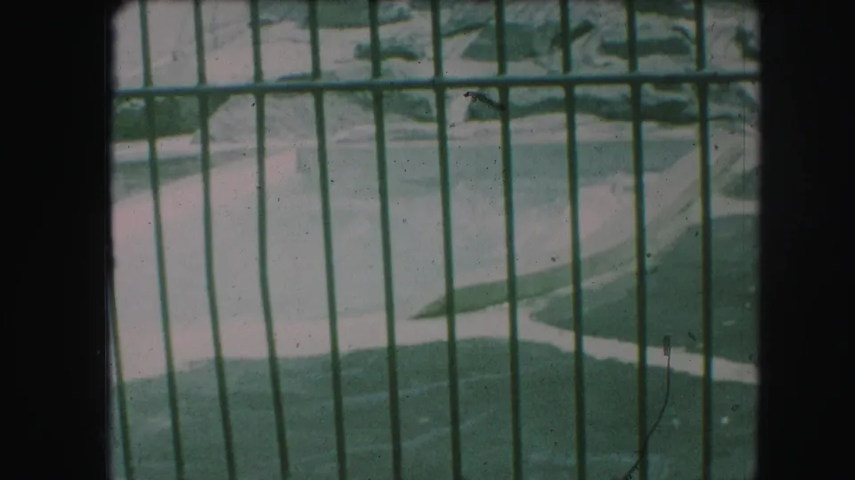 1959 Kansas City zoo view through green metal bars, showing a pool enclosure without visible people or animals in frame.