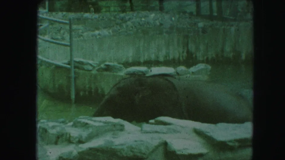 1959 Kansas City zoo footage showing a large elephant near rocks, concrete walls, and metal railings.