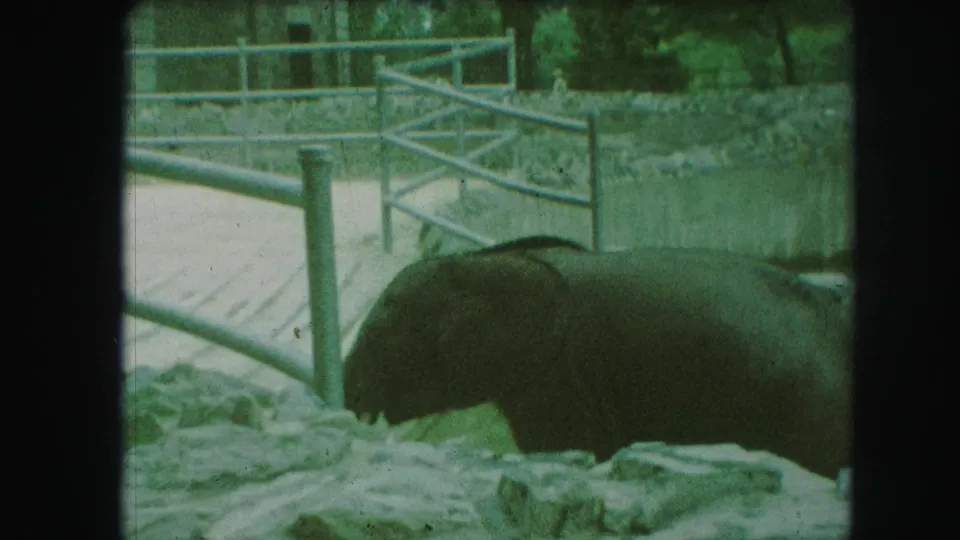 1959 Kansas City zoo footage showing an elephant moving beside metal railings and a rocky foreground.