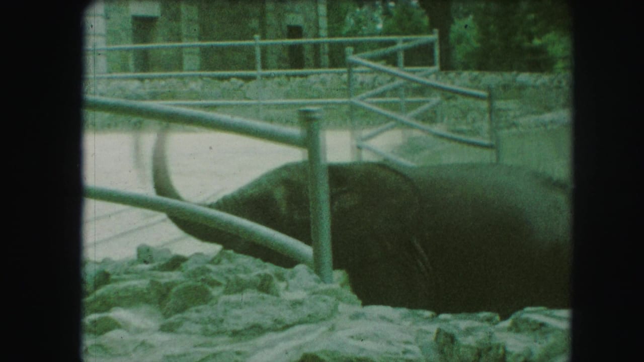 Elephant partly hidden behind metal railings in a rocky zoo enclosure.