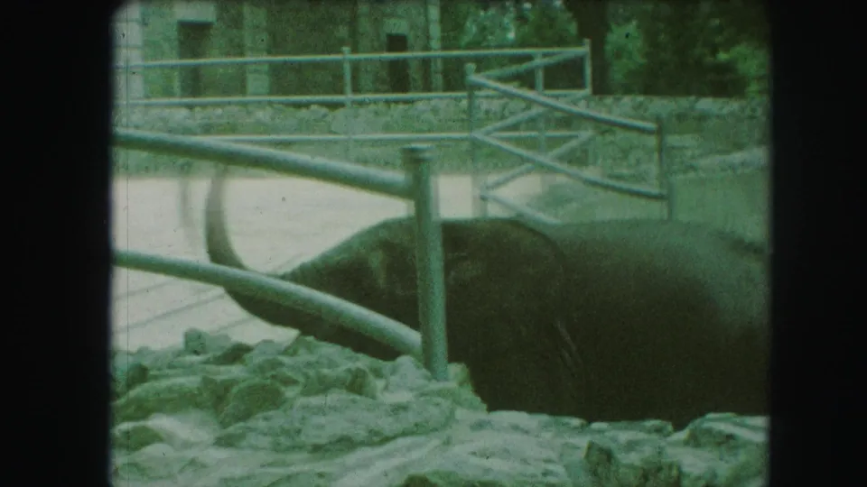 1959 Kansas City zoo home-movie frame showing an elephant behind metal railings in a rocky enclosure.