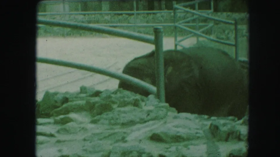 1959 Kansas City zoo home-movie frame showing the elephant close to the railings in a confined rocky area.