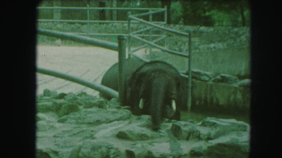 1959 Kansas City zoo frame showing the elephant from behind, with tail and rear legs visible inside the enclosure.