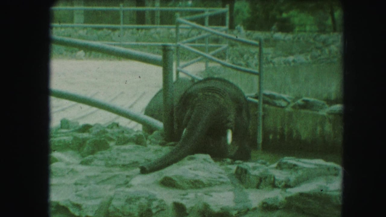 Young elephant with trunk lowered near rocks and a metal gate in a zoo enclosure.