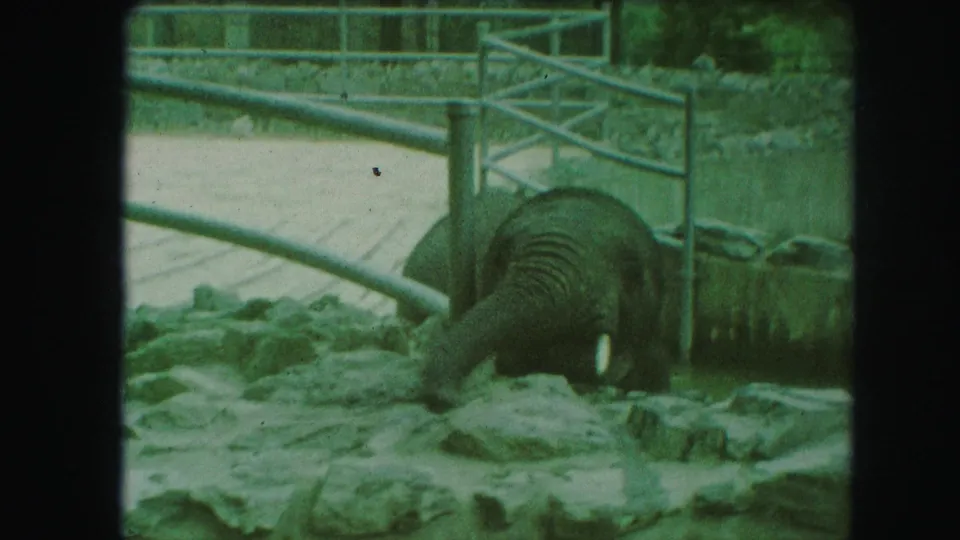 1959 Kansas City zoo footage frame showing a young elephant extending its trunk across rocks near a fenced gate.
