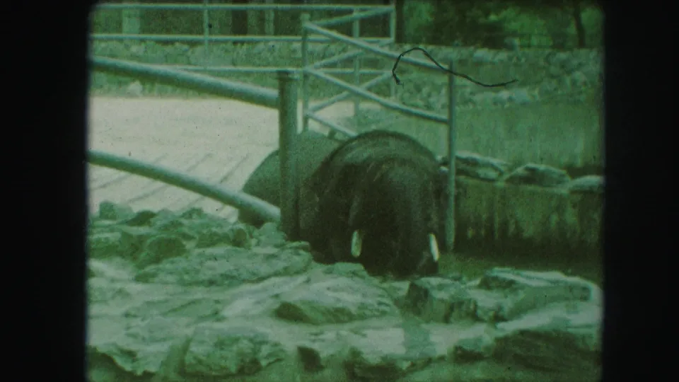 1959 Kansas City 8mm frame with the young elephant facing forward near rocks, fencing, and enclosure walls.