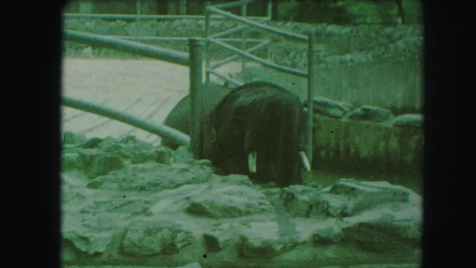1959 Kansas City home-movie frame of a young elephant near the back of a rocky zoo enclosure with gate and fence rails.