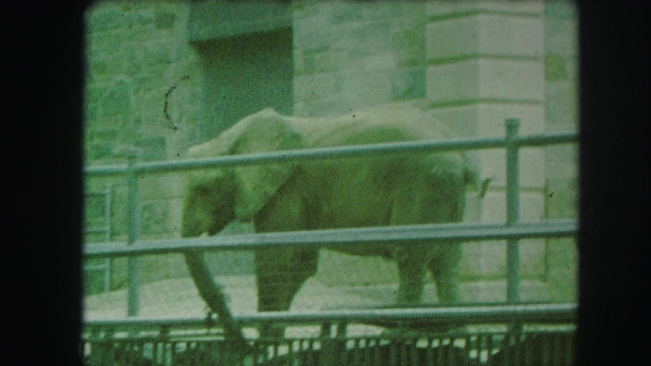Elephant walking behind metal railings in a sandy zoo enclosure.
