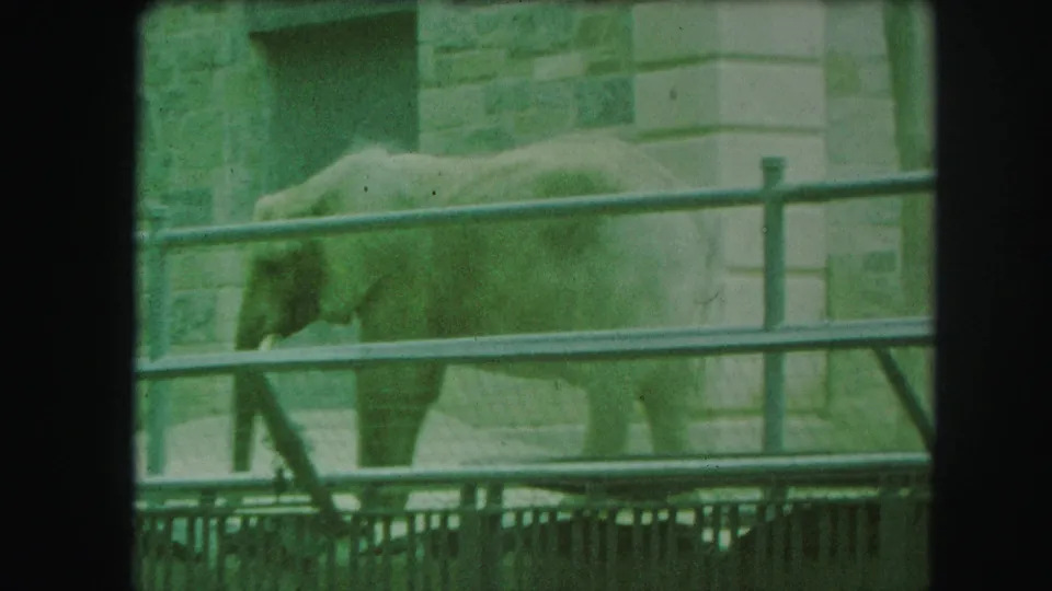1959 Kansas City zoo footage frame with an elephant partly side-on behind a metal barrier and stone wall.