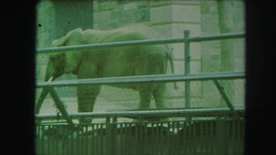1959 Kansas City 8mm frame showing an elephant with its head lowered near sandy ground behind the zoo railing.