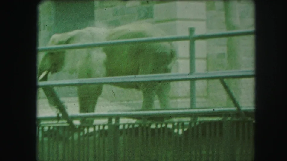 1959 Kansas City home-movie frame with a side view of an elephant behind railings in a stone-walled zoo enclosure.
