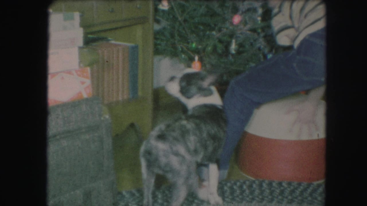 1959 Kansas City home-movie frame showing a small brindle-and-white dog near a Christmas tree, presents, and a seated person's hand.