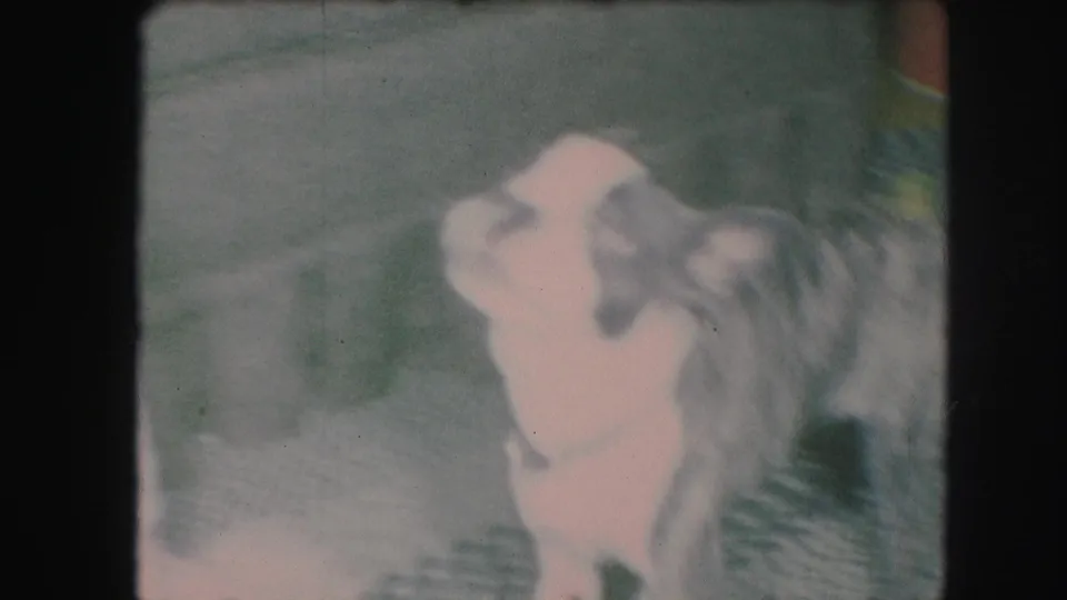 Small dog jumps toward a person's hand in faded 1959 Kansas City home-movie footage, with interior floor and furniture partly visible.