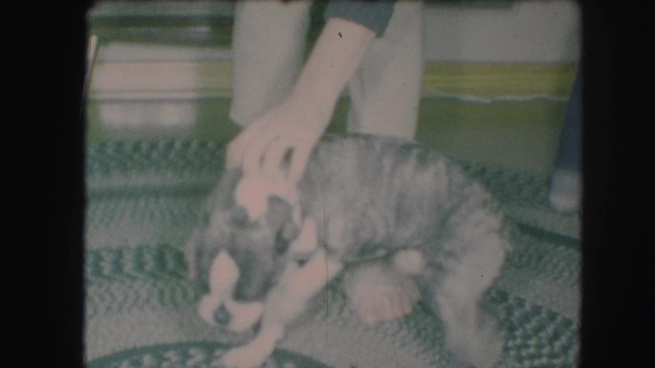 Small gray-and-white dog crouches on a patterned rug while an adult hand pets its head.