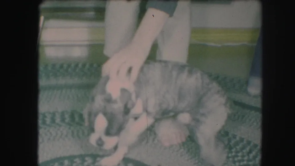 In a 1959 Kansas City home-movie frame, a small gray-and-white dog crouches on a patterned rug as an adult hand steadies its head.