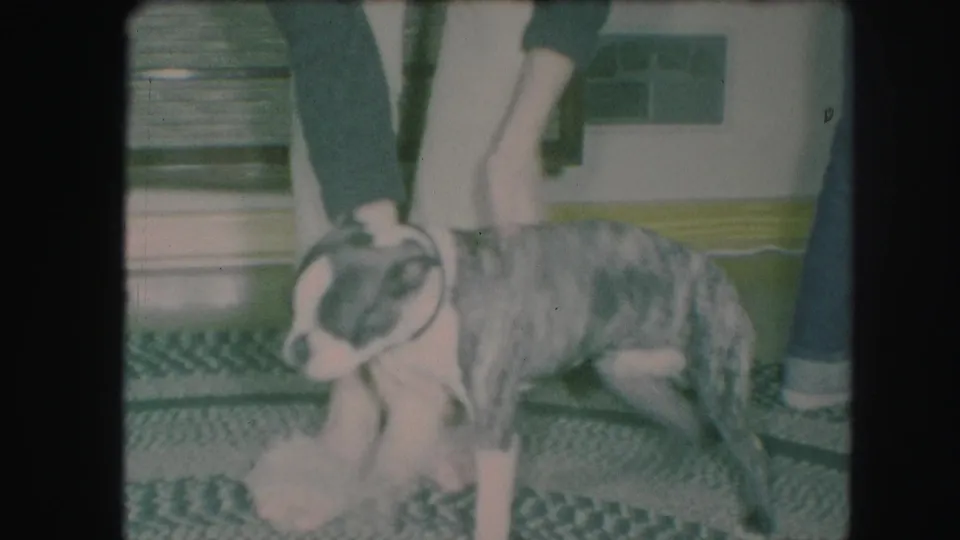 A small brindle gray-and-white dog stands sideways in the Kansas City interior as adult hands steady it near the collar.