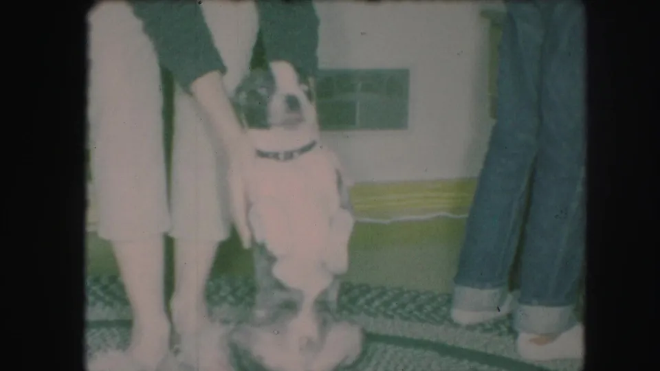 In the final frame, the small dog stands on its hind legs as an adult supports it, with another adult's jeans visible nearby.