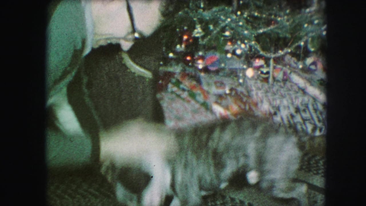 Person reaches toward a dog beside a decorated Christmas tree.