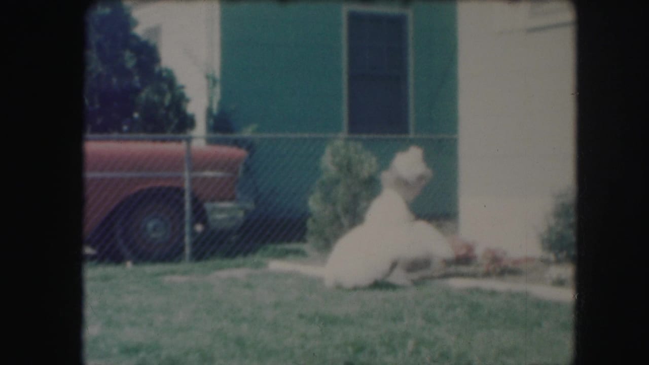 In the supplied 1959 Kansas City home movie, a white dog rests on grass near a green house, chain-link fence, and red car.