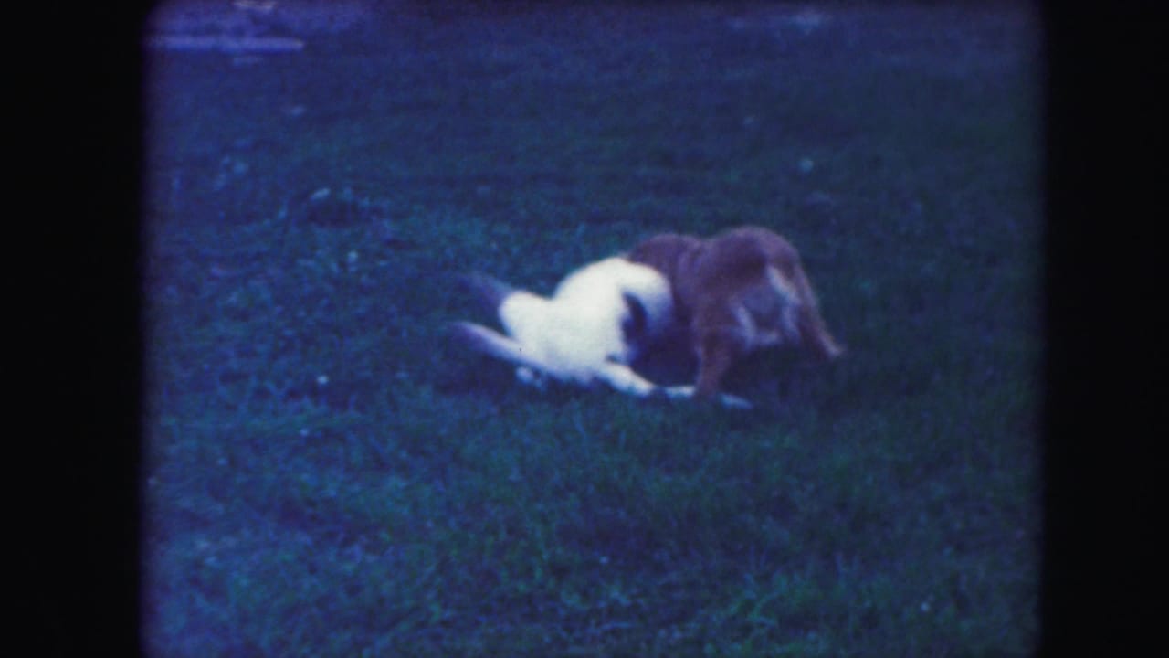Brown dog and white dog with dark patches wrestling on grass.