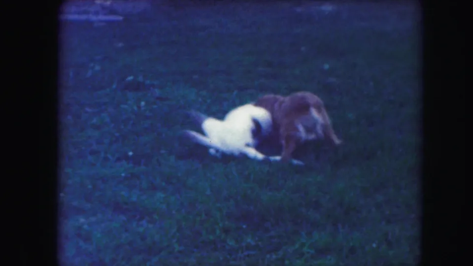 Two dogs wrestle on a grassy lawn in 1959 Kansas City home-movie footage.